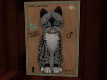 KittyCatS Box - New Born Kitten