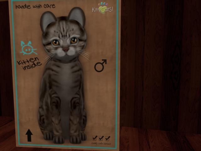 KittyCatS Box - Am Shrthair,Male