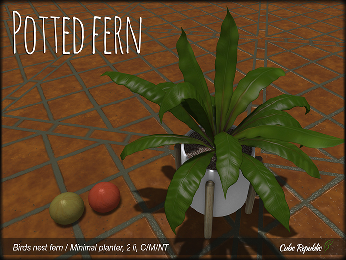 CR potted Fern