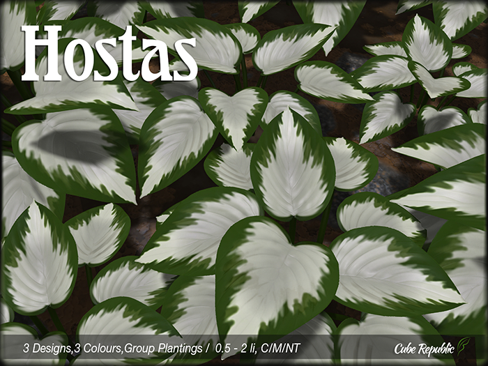 CR Hosta