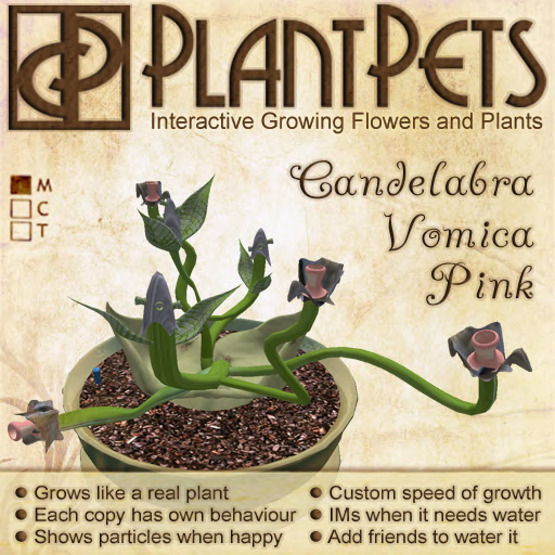 PlantPet Seed [Candelabra Vomica *Pink*]