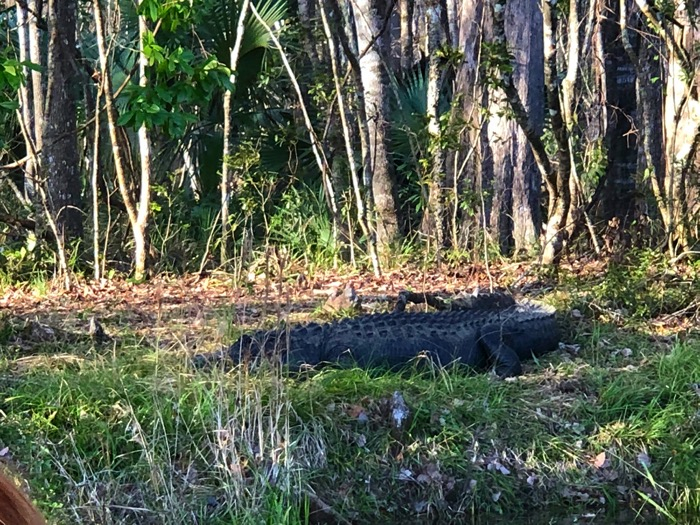 Alligator Photo