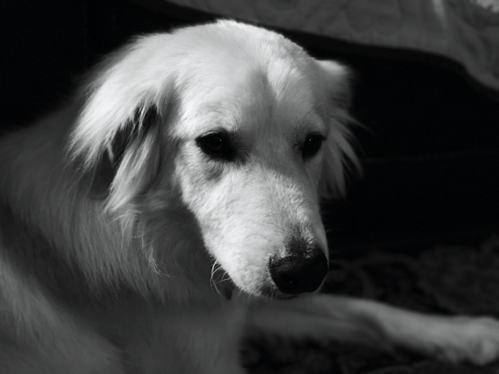 Great Pyrenees Mix Dog Photo