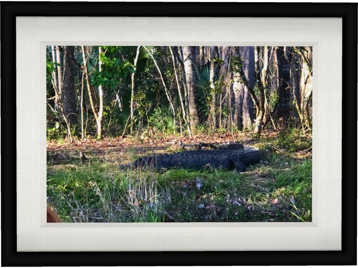 Alligator (black mesh frame)