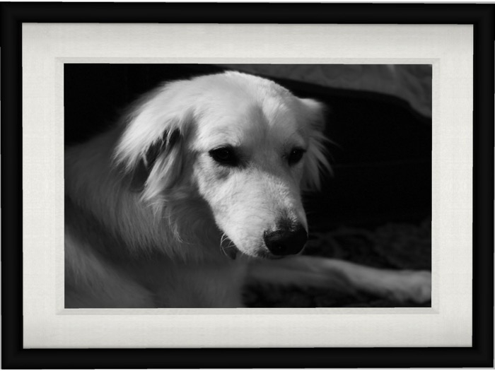 Great Pyrenees Dog (black mesh frame)