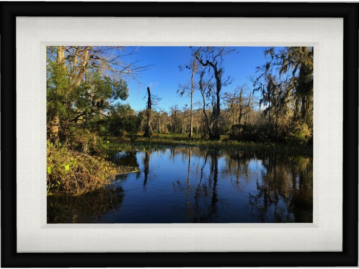 Wakulla Springs (black mesh frame)