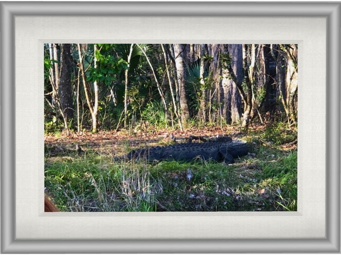Alligator (white mesh frame)