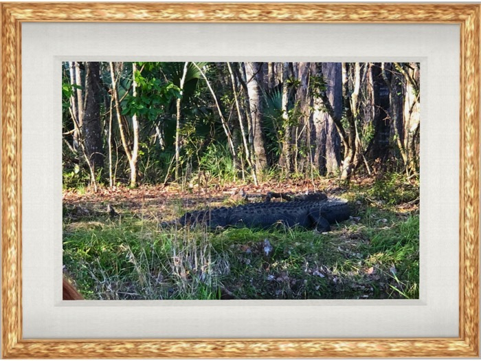 Original Photo, Alligator, Wood Mesh Frame