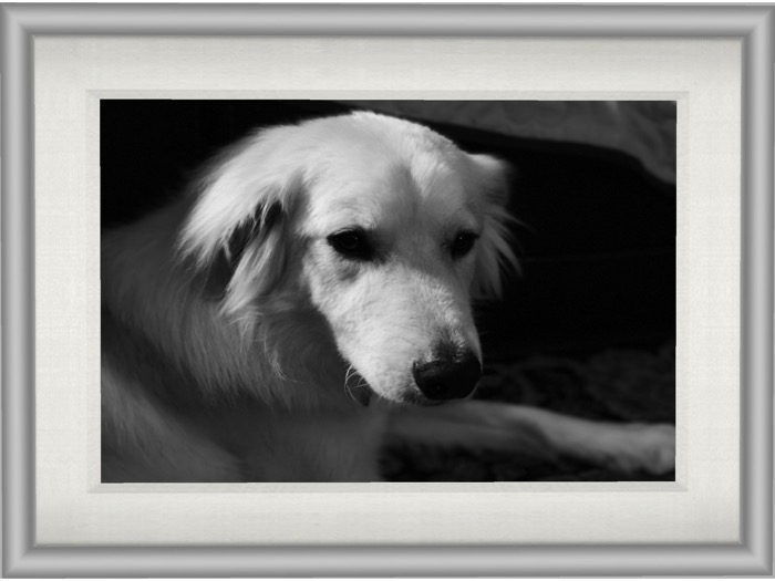 Great Pyrenees Dog (white mesh frame)