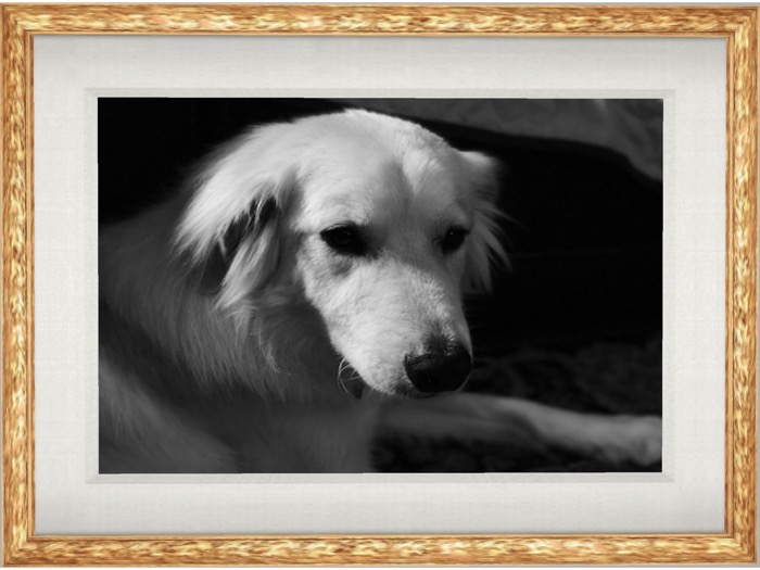 Great Pyrenees Dog (wood mesh frame)