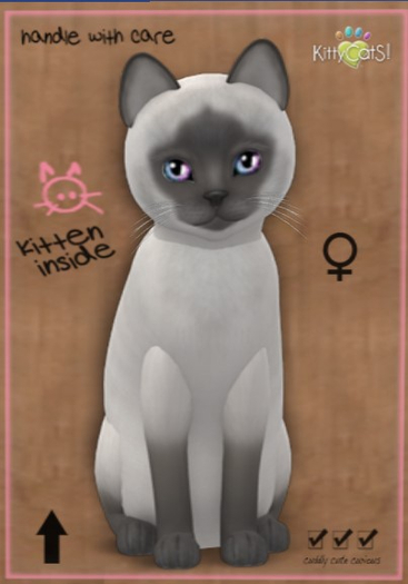 KittyCatS Box - New Born Kitten