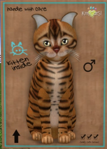 KittyCatS Box - New Born Kitten