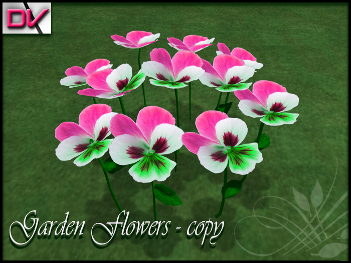 vendor Violaceae pink - green