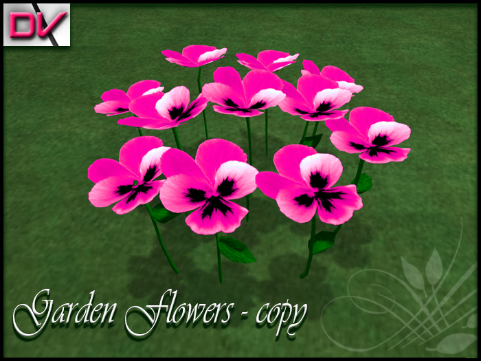vendor Violaceae pink