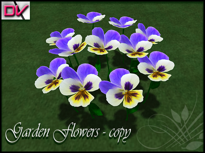 vendor Violaceae origin
