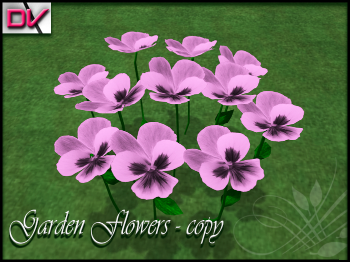 vendor Violaceae light pink