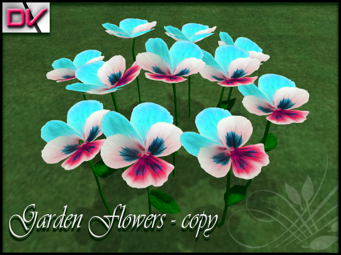vendor Violaceae light blue - red