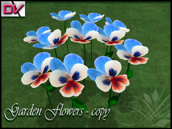 vendor Violaceae blue - red