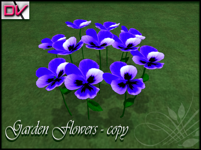 vendor Violaceae blue