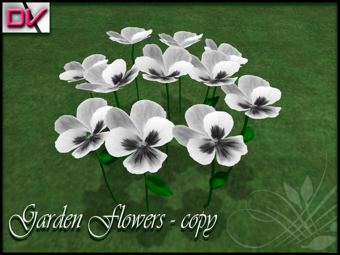 vendor Violaceae white