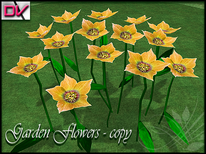 vendor Starbelia flowers Yellow
