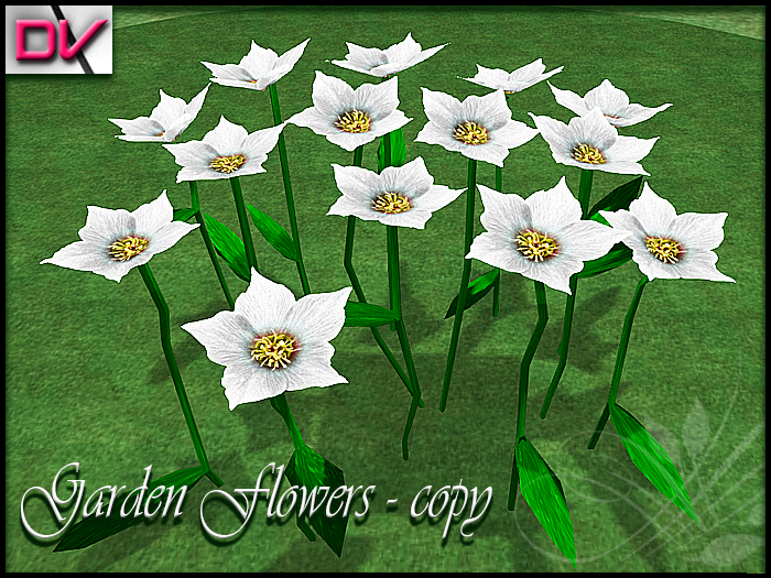 vendor Starbelia flowers White