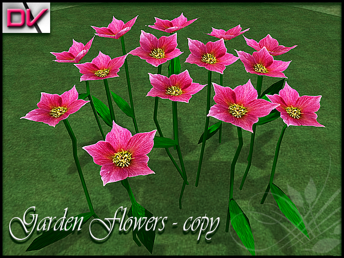 vendor Starbelia flowers origin
