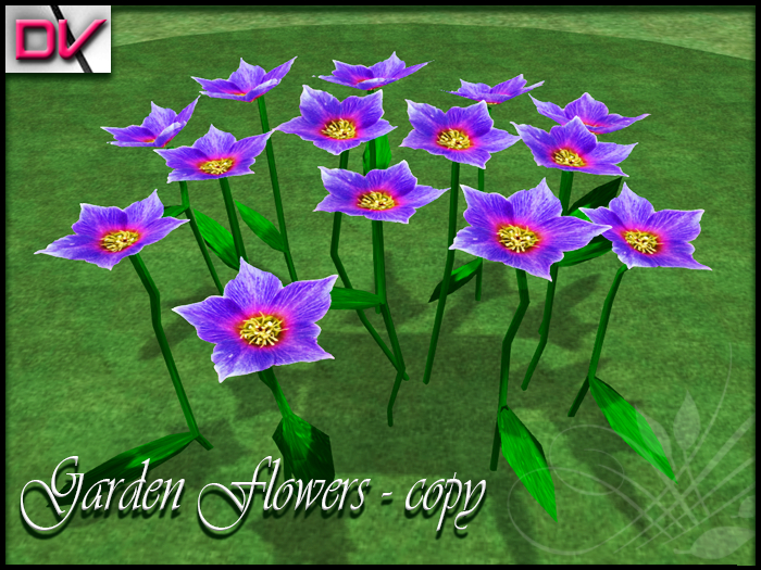 Garden flowers Starbelia blue