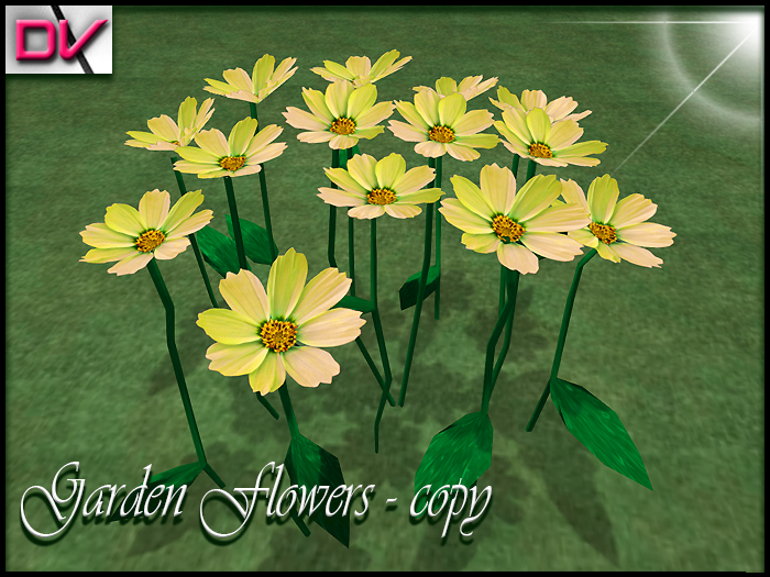 vendor Garden flowers Cosmos yellow
