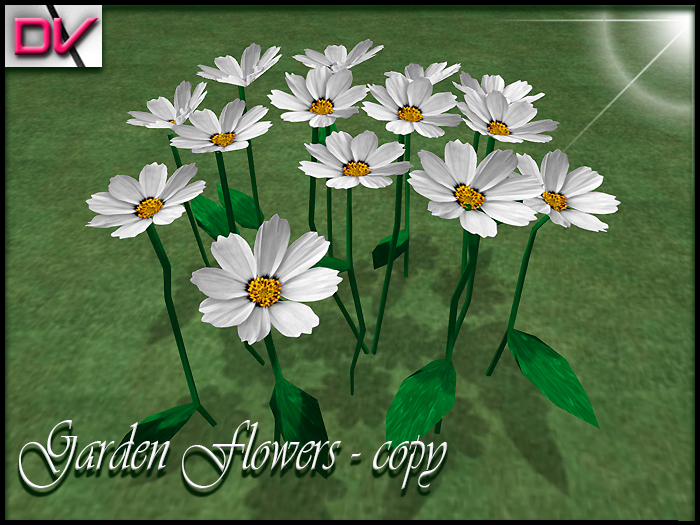 vendor Garden flowers Cosmos white