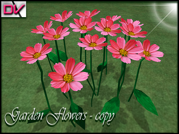 vendor Garden flowers Cosmos red
