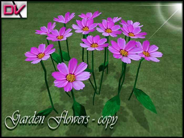 vendor Garden flowers Cosmos lila