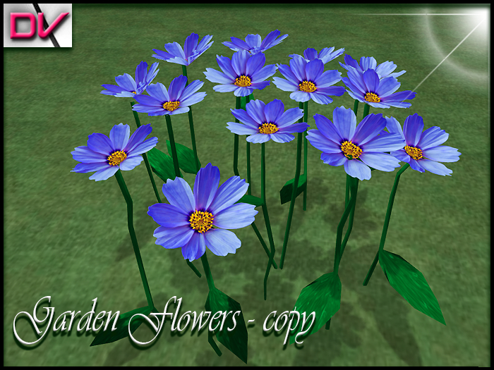 vendor Garden flowers Cosmos blue
