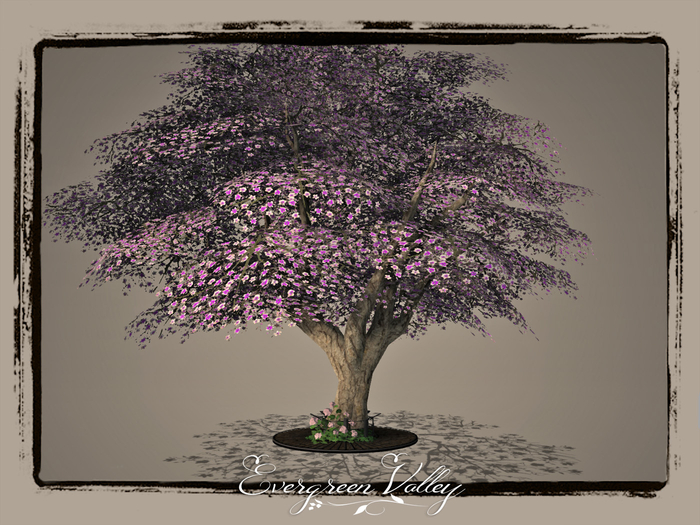 EV - Magnolia Special Purple White