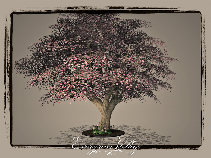 EV - Magnolia Special Pink White