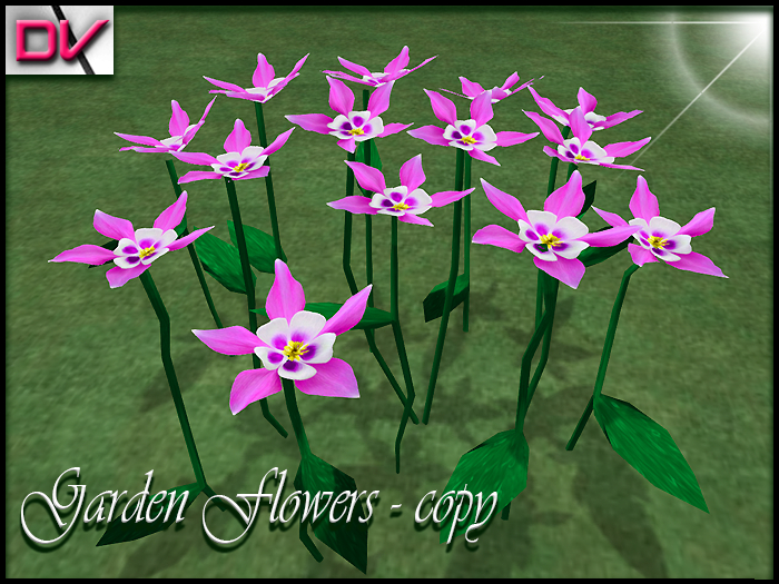 Garden flowers Columbine-Flower lila