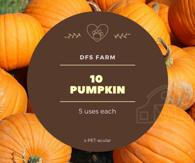 [10] DFS Pumpkin
