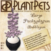 PlantPet Seed [Large Pachyphytum *Bubblegum*]