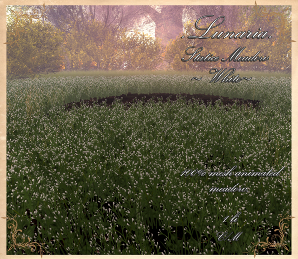 .Lunaria. Statice Meadow - White 