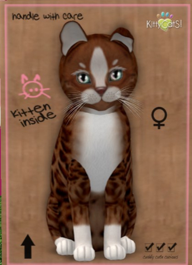 KittyCatS Box - New Born Kitten