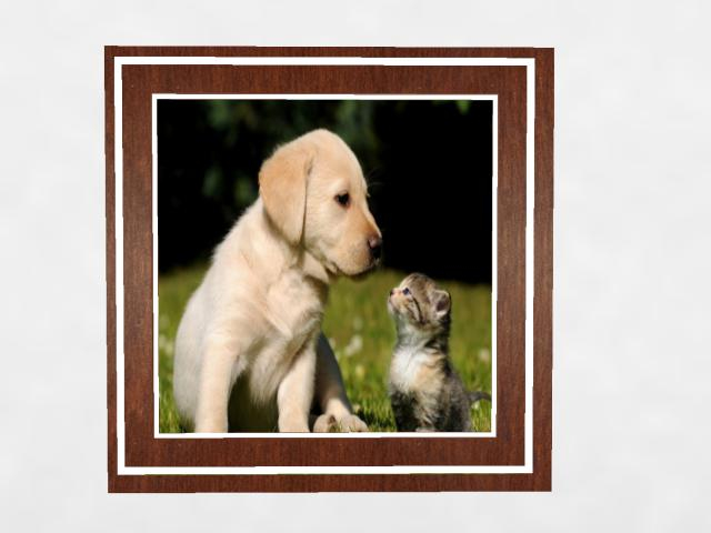 Frame with Dogs and cats