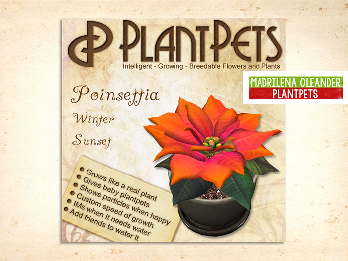 PlantPet Seed [Poinsettia *Winter Sunset*]