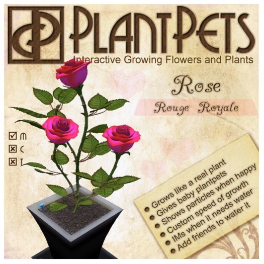 PlantPet Seed [Rose *Rouge Royale*]
