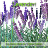 Flowers - Lavender - Full Perm Mesh - LI=1