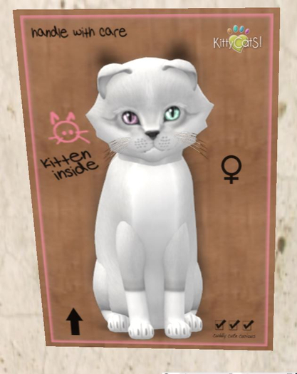 KittyCatS Box - New Born Kitten