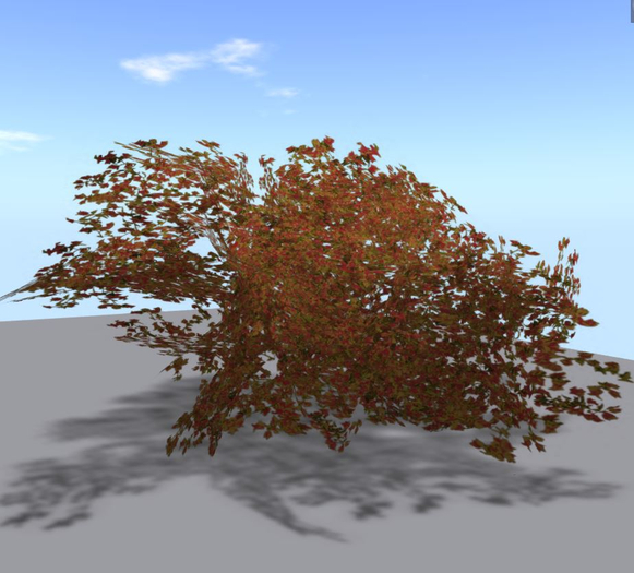 bushes 