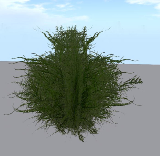 Asparagus bush 