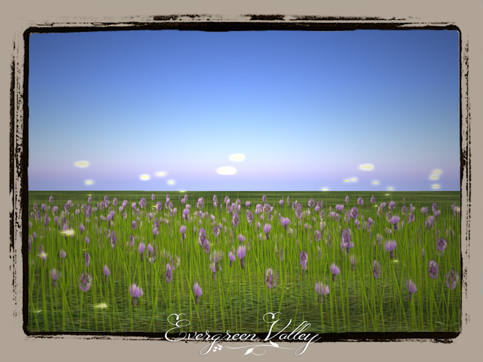 flowerfield Sparkle Cornflower Purple