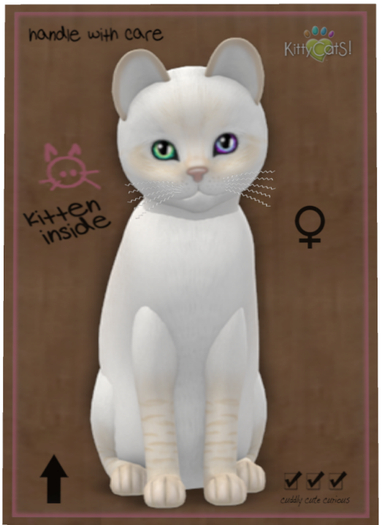 KittyCatS Box - Balinese - Cream Lynx