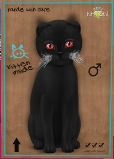 KittyCatS Box - New Born Kitten